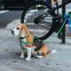 Illustration for article titled These Are Your Five Favorite Dog Leashes